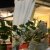 Hotel Villa Pina - Milano Marittima (RA) Foto 3